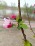 海棠花 