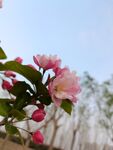 海棠花  