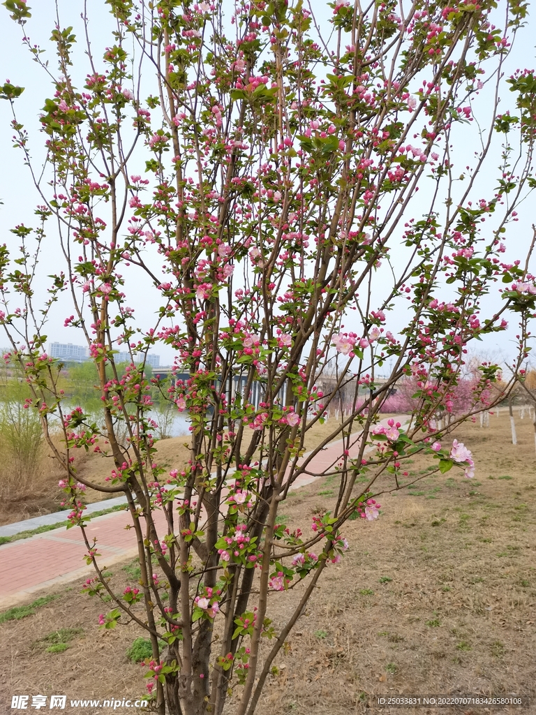 海棠花 