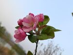 海棠花  