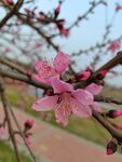 桃花  