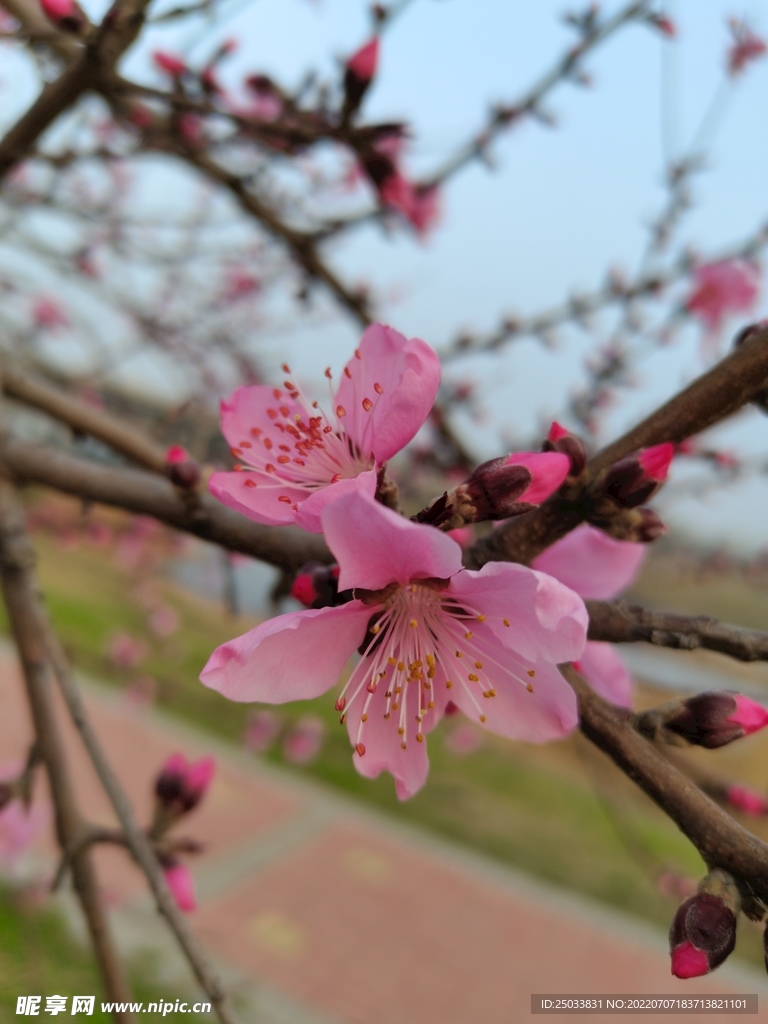 桃花  