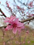 桃花  