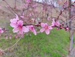紫叶桃花  