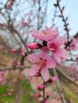 桃花 