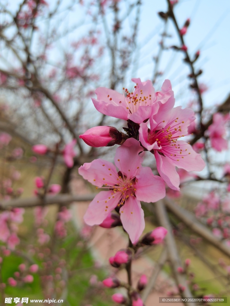 桃花 