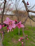 紫叶桃花 