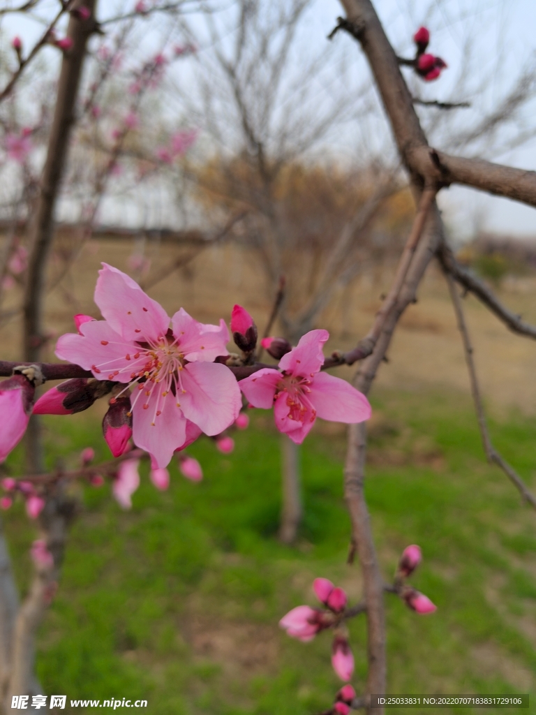 紫叶桃花 