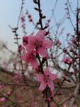 海棠花 