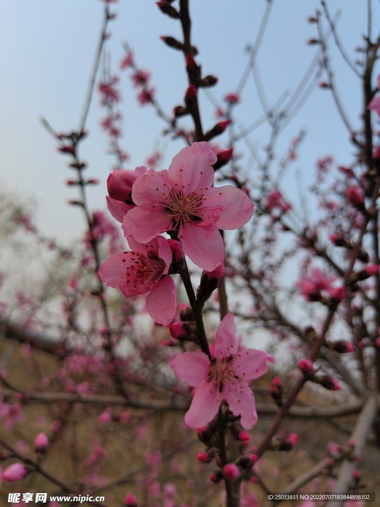 海棠花 