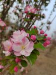 海棠花 