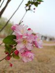 海棠花  