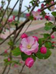 海棠花 