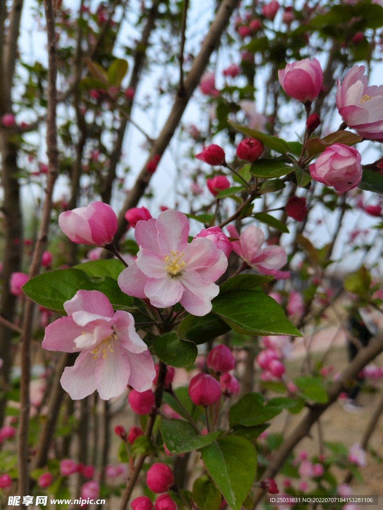 海棠花  