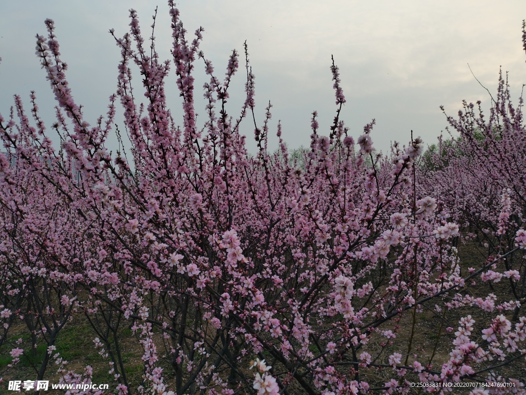 桃花 