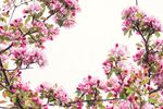 桃花素材
