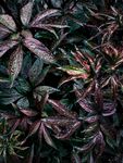 高清植物叶子摄影