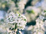 高清白梨花摄影