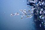 春季樱花盛开