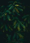 绿色植物摄影