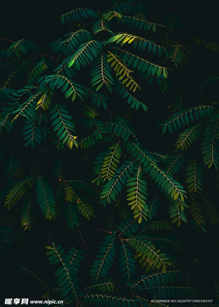 绿色植物摄影