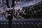 唯美桃花盛开图片