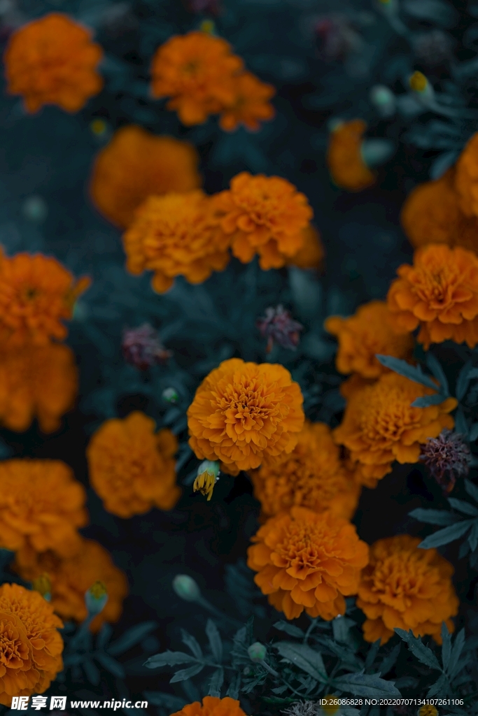 橘黄色花卉图片
