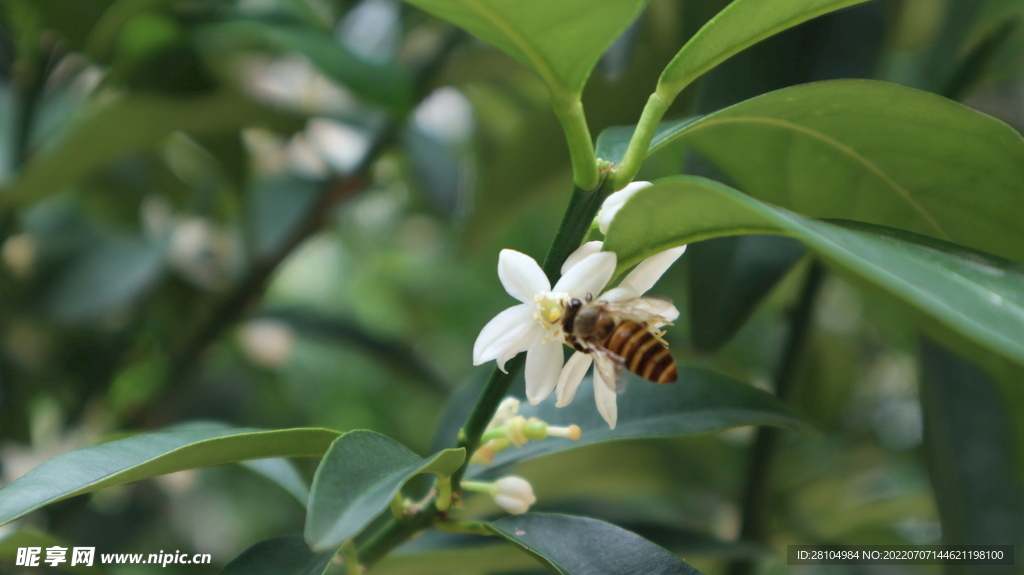 蜜蜂