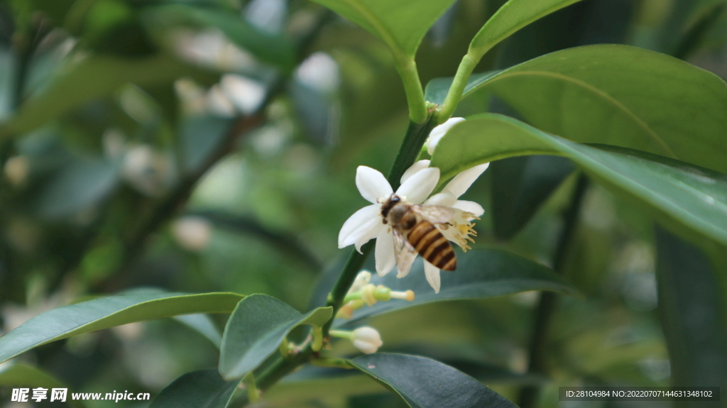 蜜蜂