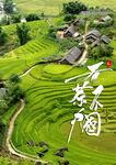 茶叶