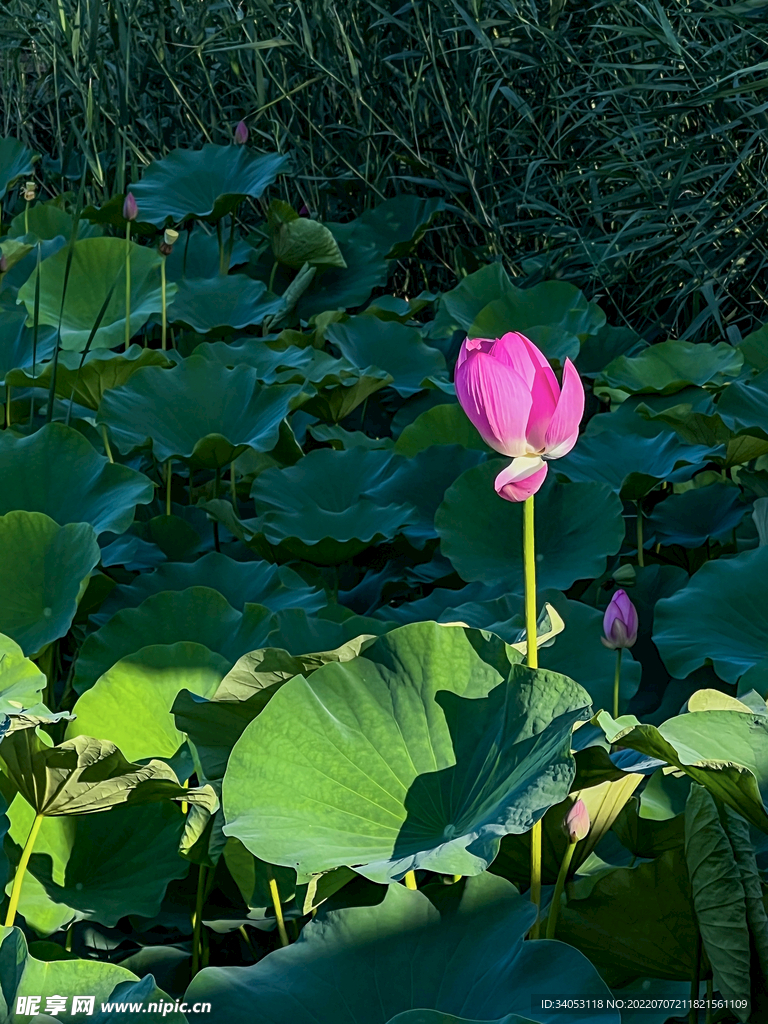 荷花苞