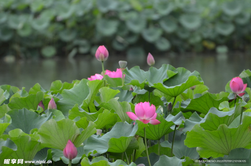 夏荷