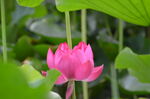 夏荷