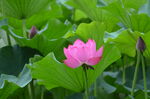 夏荷