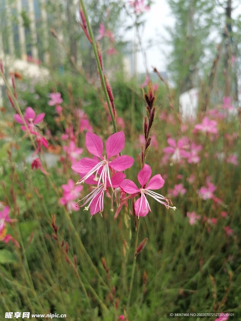 朱钗图案花