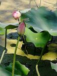 花苞