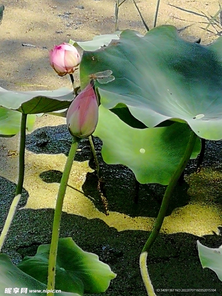 花苞