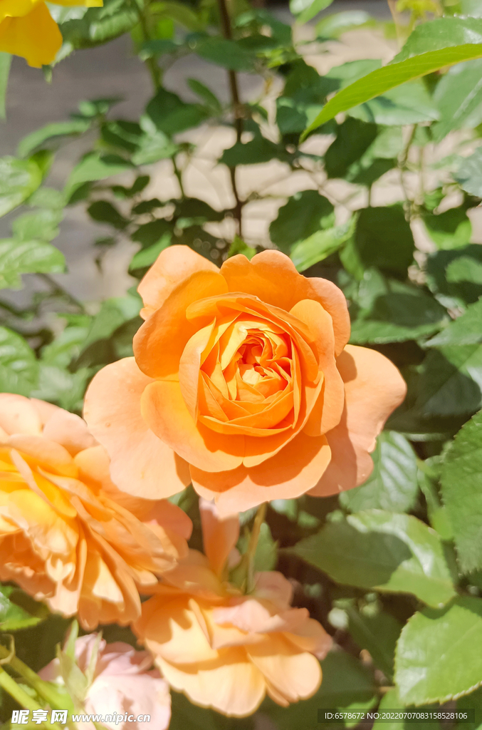 月季花