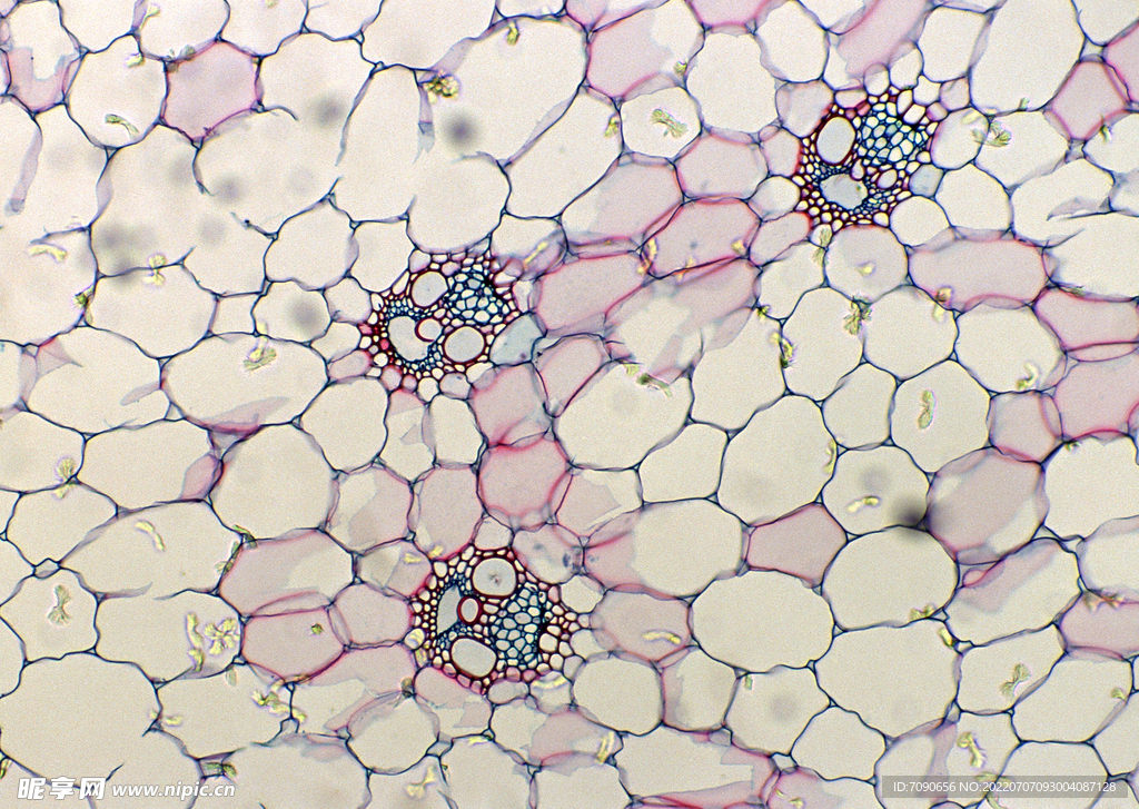 细胞结晶显微     