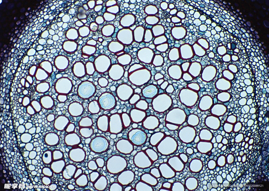 细胞结晶显微     