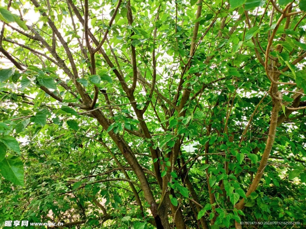 桑树树枝上的新鲜桑椹果实。照片摄影图片_ID:303602648-Veer图库