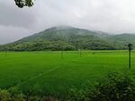 田野