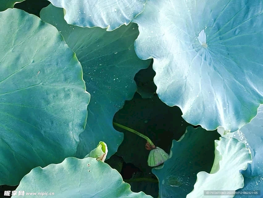 荷叶