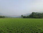田野