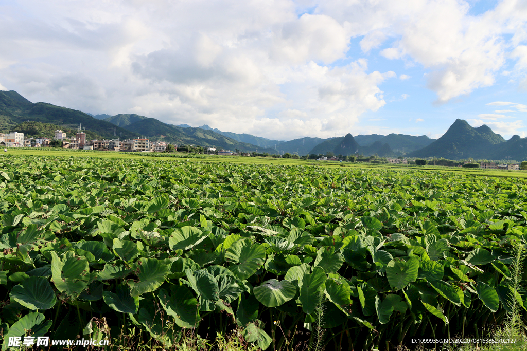 田园风光