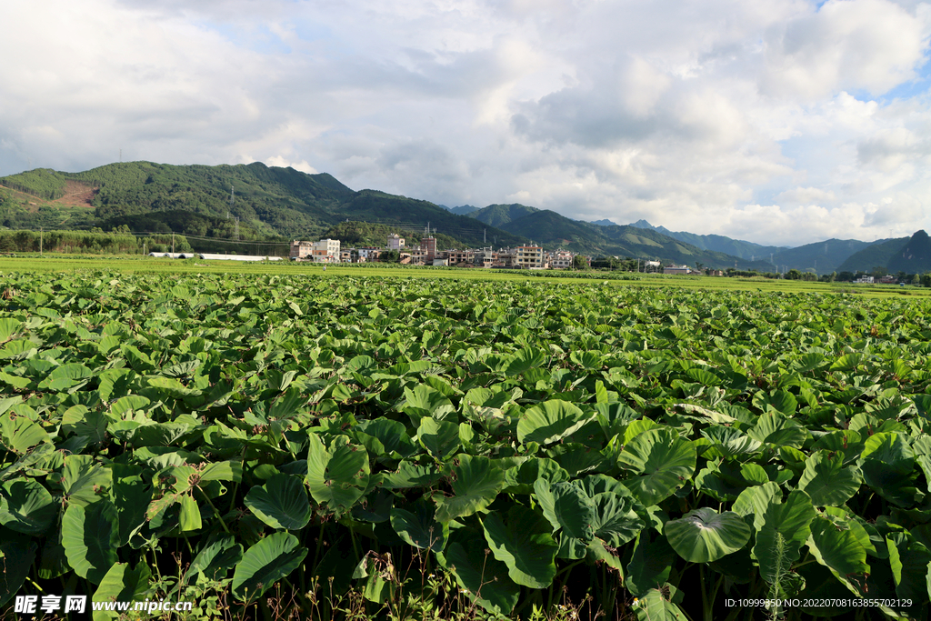 田园风光