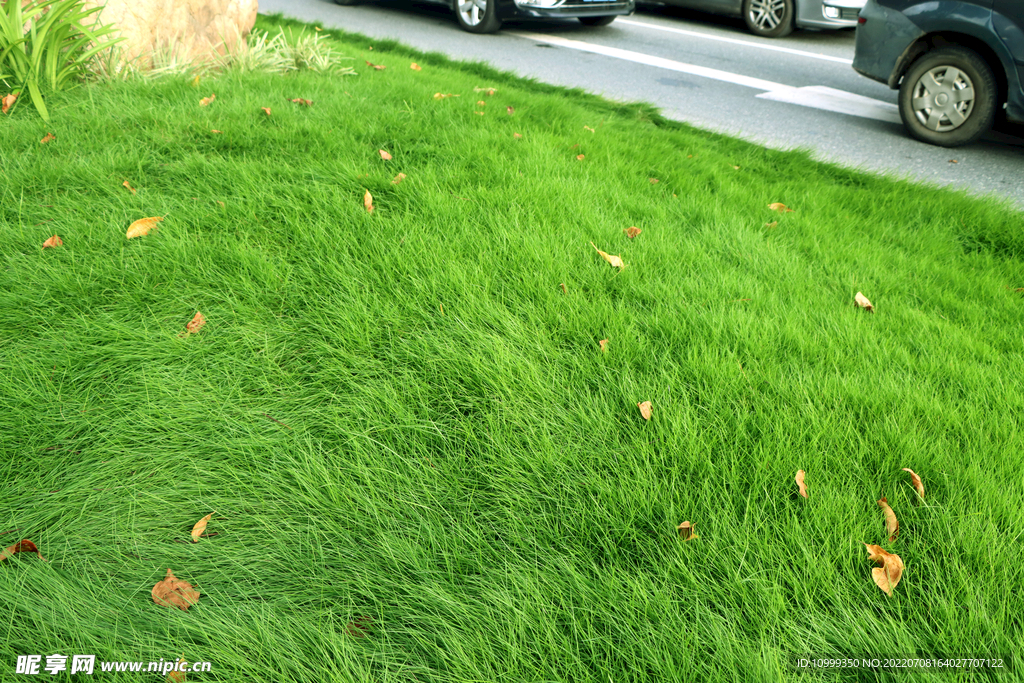 绿草