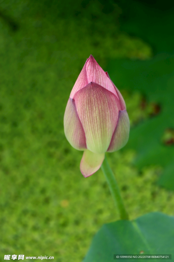荷花花苞