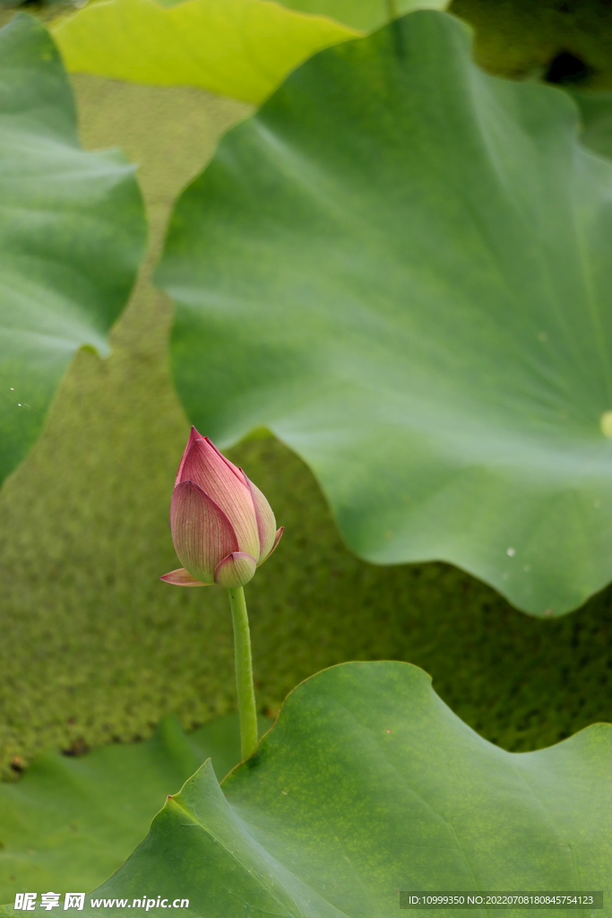 荷花花苞花蕾