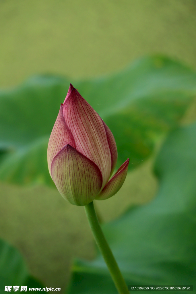 荷花花苞